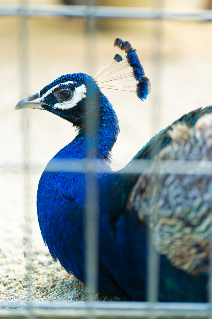 久留米市鳥類センターの写真