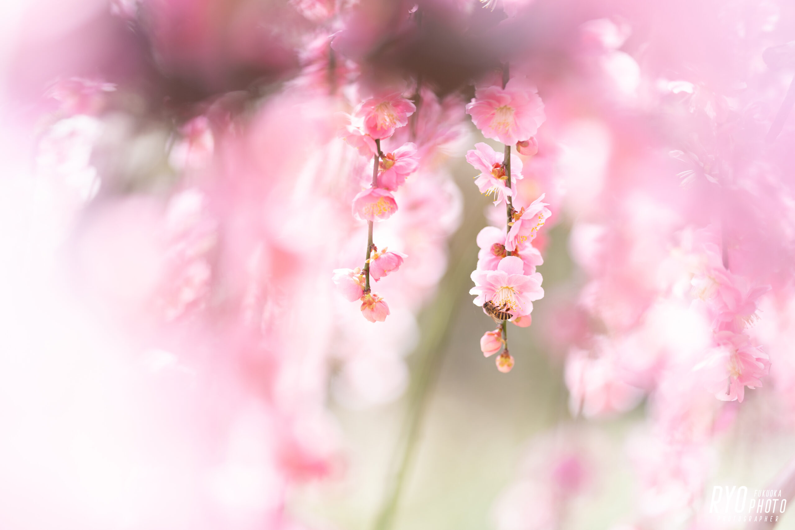 大牟田氏普光寺で撮影した梅の写真