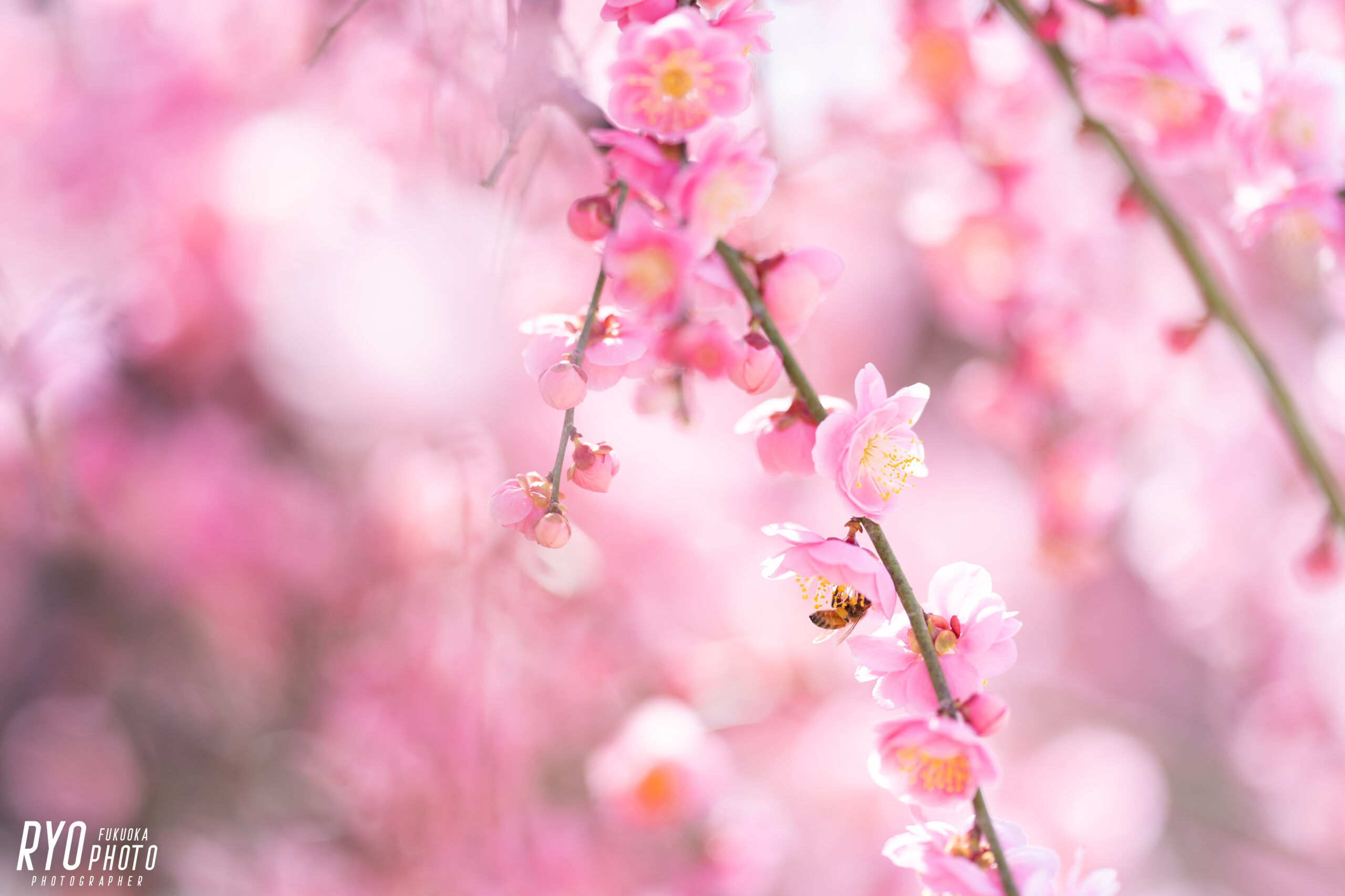 大牟田氏普光寺で撮影した梅の写真
