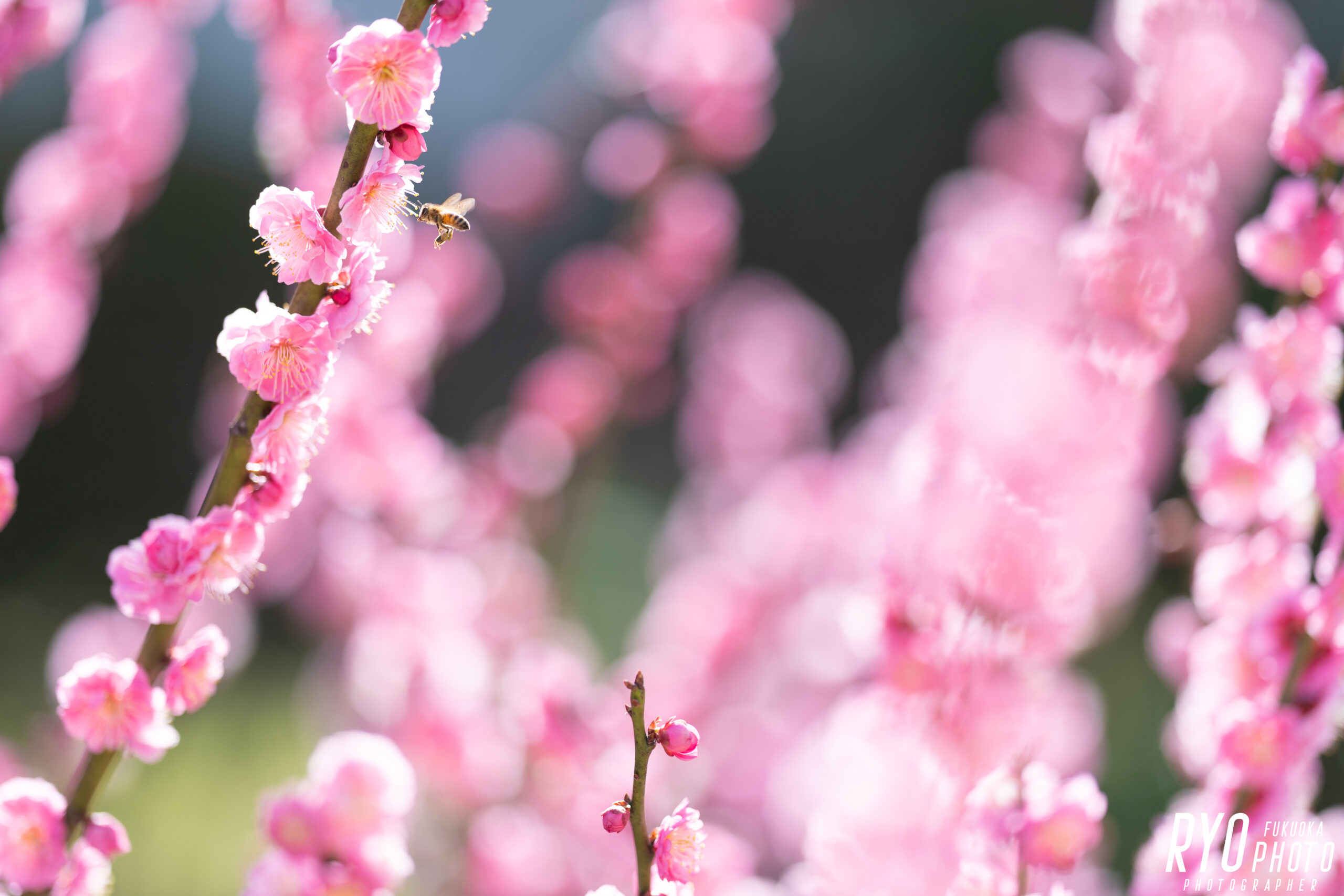 大牟田市の迎賓館 三井港倶楽部の庭の梅の写真