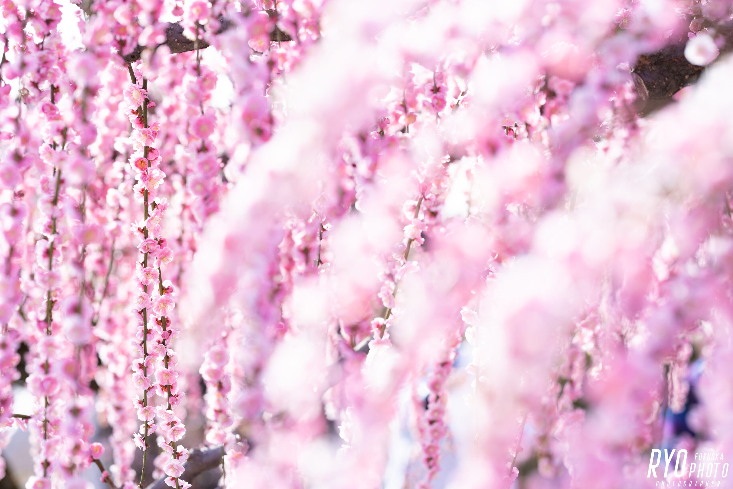 うきは市　梅華園　で撮影した梅の写真