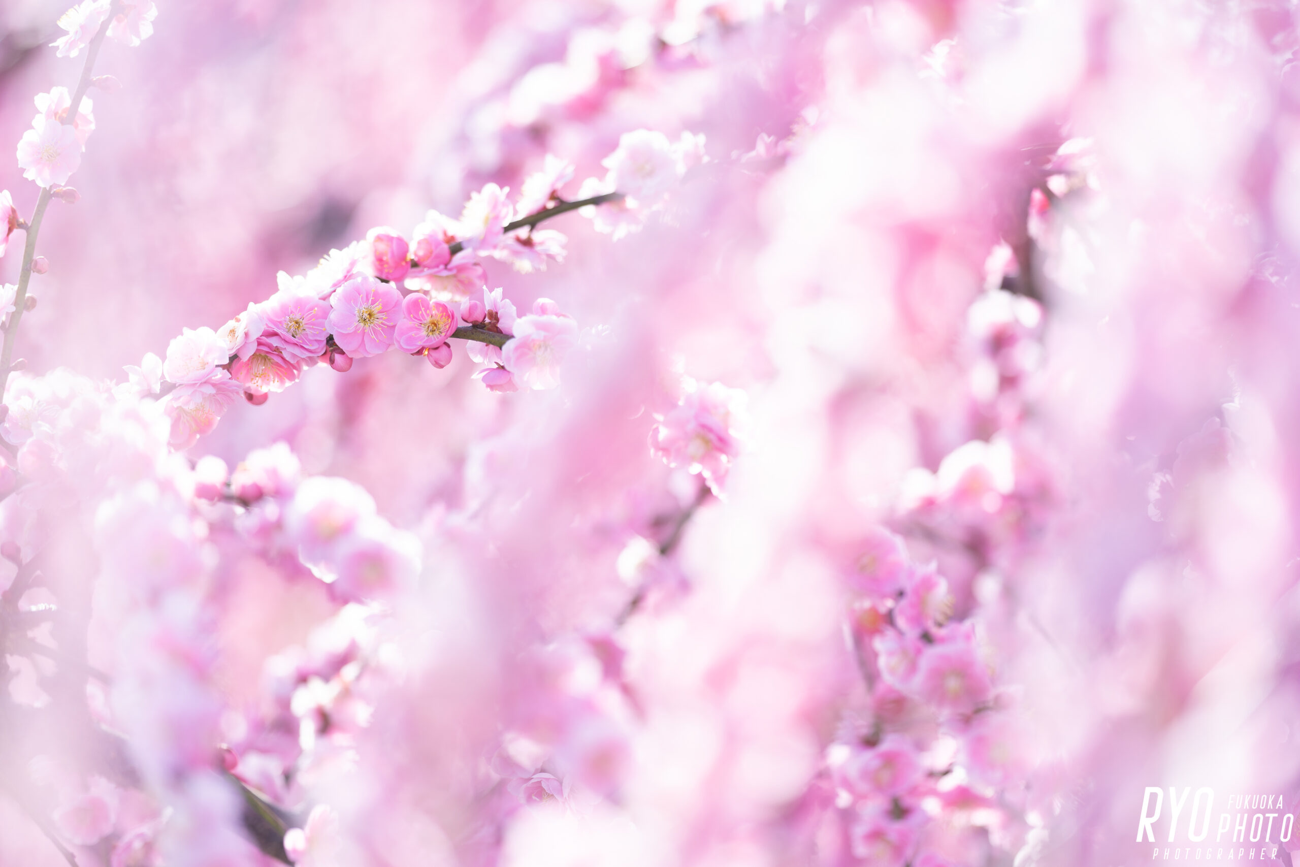 うきは市　梅華園　で撮影した梅の写真