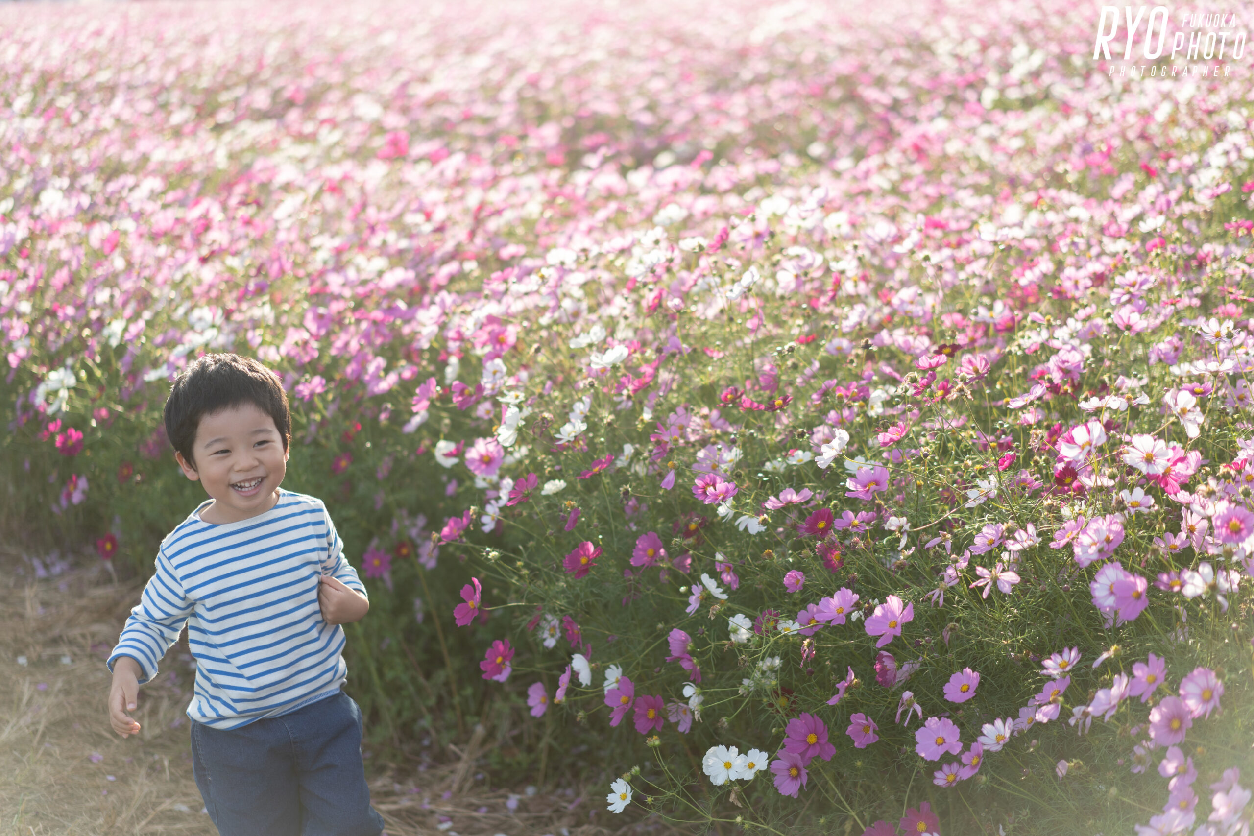 コスモス畑で撮影した子供の写真