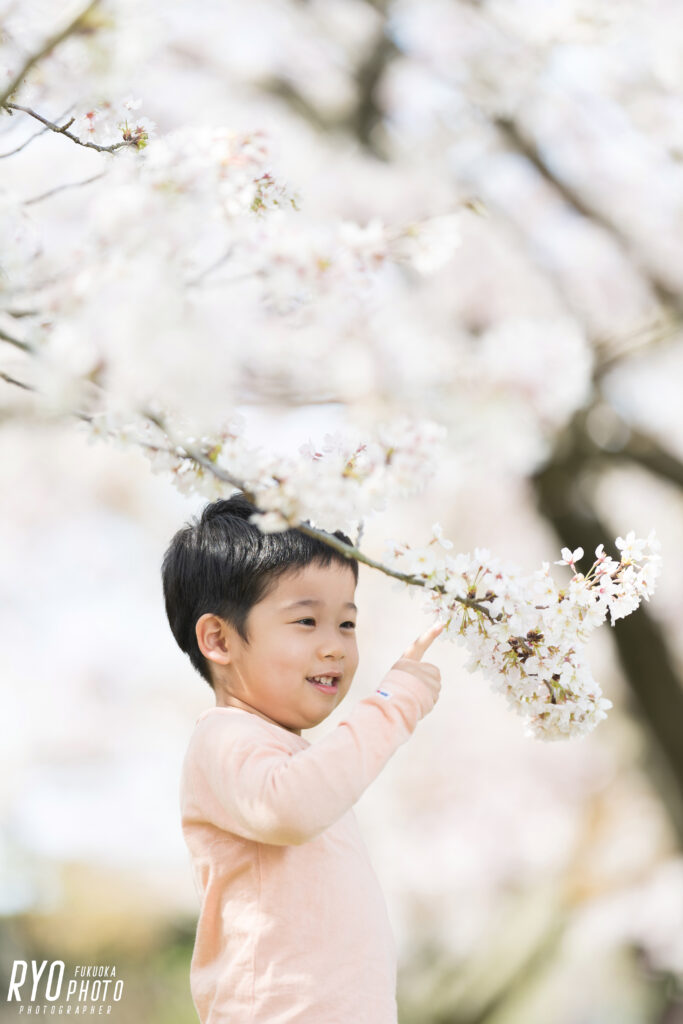 桜と子供の写真
